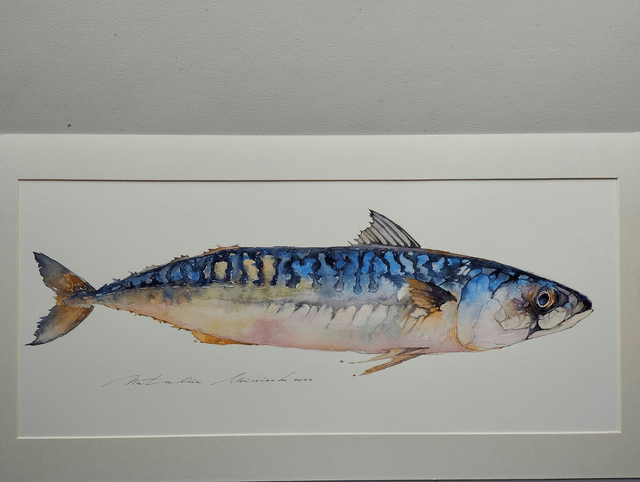 Mackerel freshly caught. Original watercolor painting